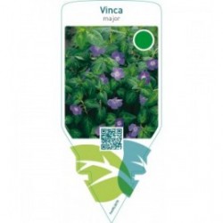 Vinca major  blue