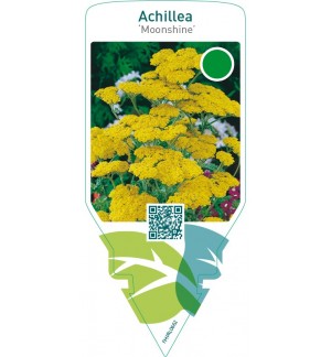 Achillea ‘Moonshine’