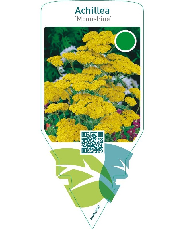 Achillea ‘Moonshine’