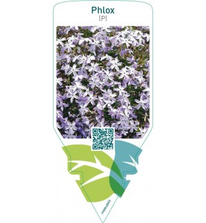 Phlox  bright blue