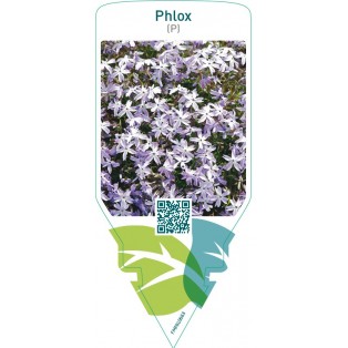Phlox  bright blue
