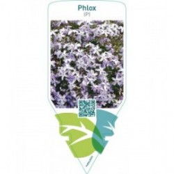 Phlox  bright blue