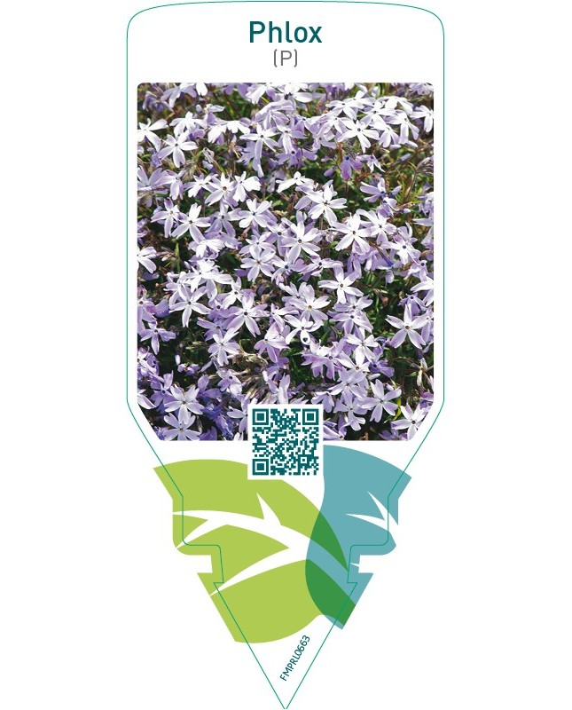 Phlox  bright blue