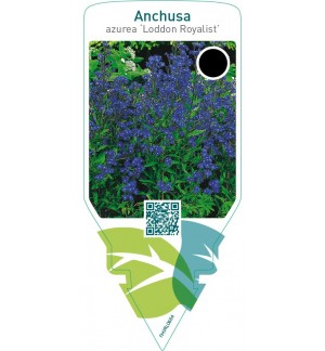 Anchusa azurea ‘Loddon Royalist’