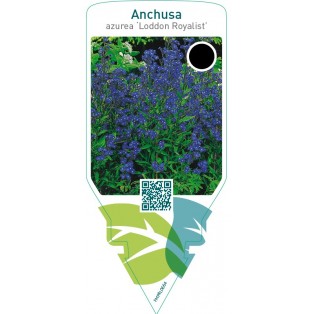 Anchusa azurea ‘Loddon Royalist’