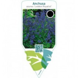 Anchusa azurea ‘Loddon Royalist’