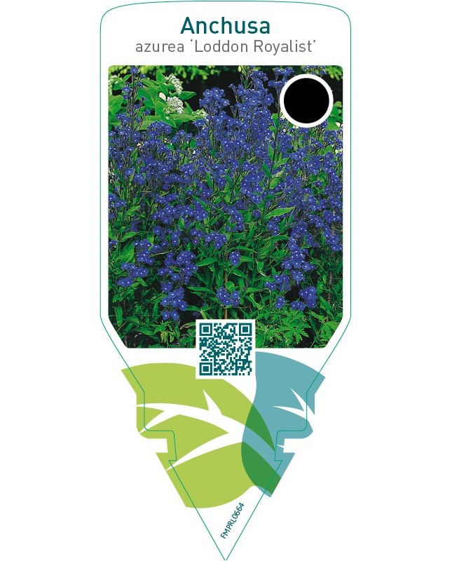 Anchusa azurea ‘Loddon Royalist’