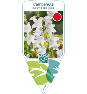 Campanula pyramidalis ‘Alba’