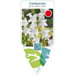 Campanula pyramidalis ‘Alba’