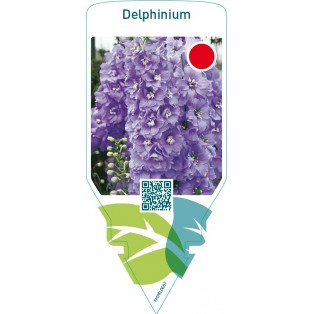 Delphinium  lilac