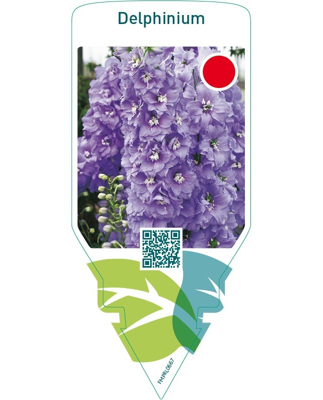 Delphinium  lilac