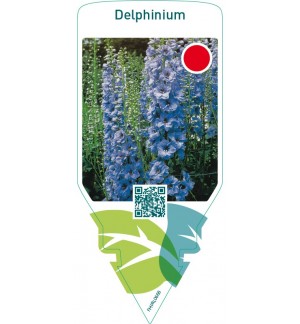 Delphinium  bright blue