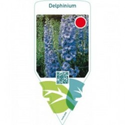 Delphinium  bright blue