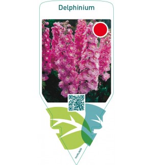 Delphinium  pink