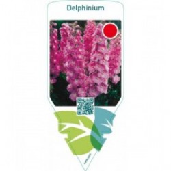 Delphinium  pink