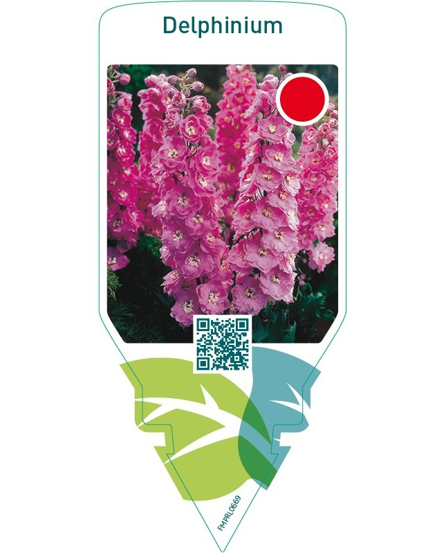 Delphinium  pink