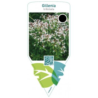 Gillenia trifoliata