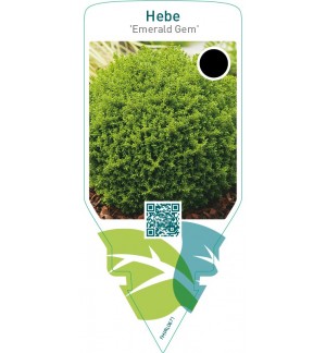 Hebe ‘Emerald Green’