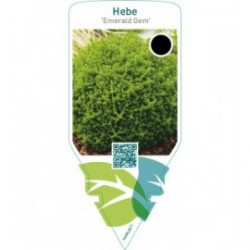 Hebe ‘Emerald Green’