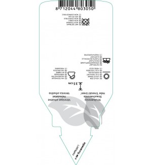 Etichette di Hebe ‘Emerald Green’ *