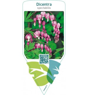 Dicentra spectabilis  pink