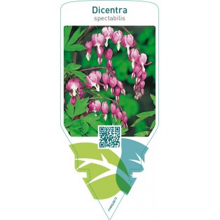 Dicentra spectabilis  pink