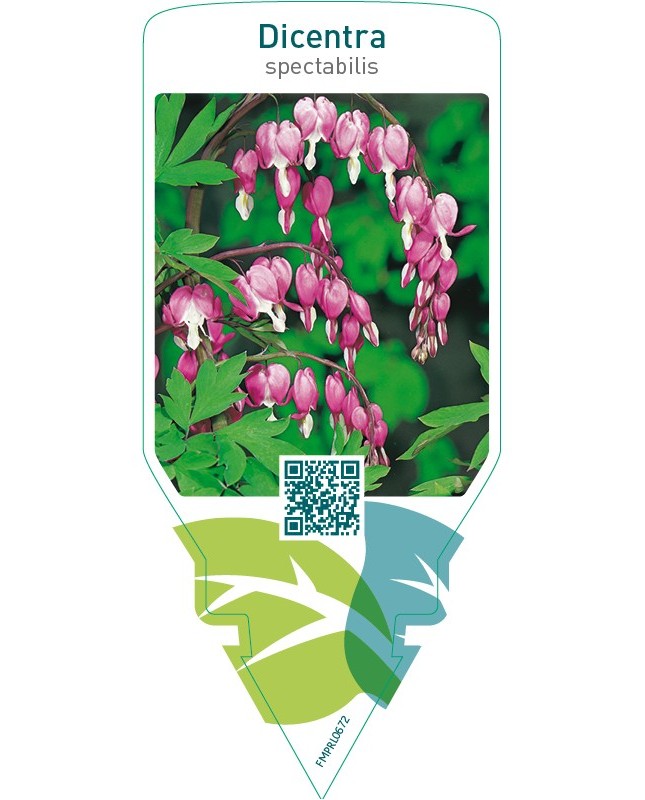 Dicentra spectabilis  pink