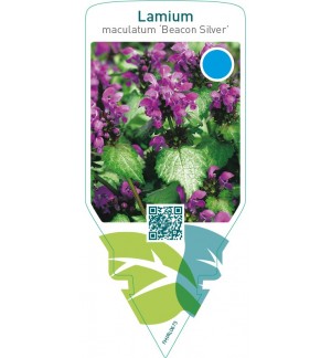 Lamium maculatum ‘Beacon Silver’