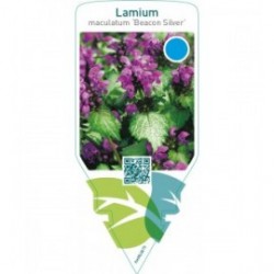 Lamium maculatum ‘Beacon Silver’