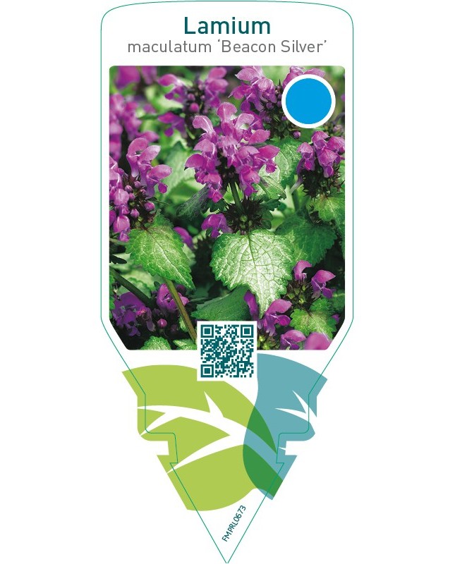 Lamium maculatum ‘Beacon Silver’