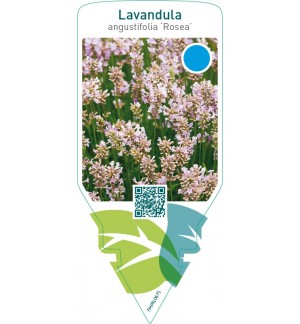 Lavandula angustifolia ‘Rosea’