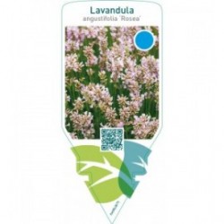Lavandula angustifolia ‘Rosea’