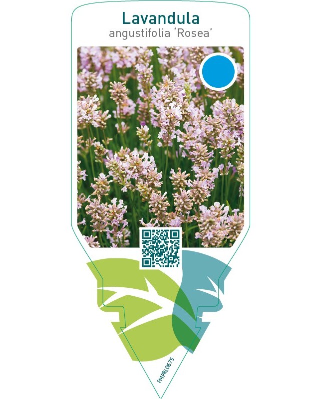 Lavandula angustifolia ‘Rosea’