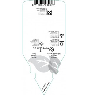 Etichette di Lavandula angustifolia ‘Rosea’ *