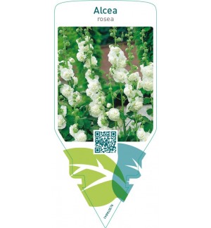 Alcea rosea  white
