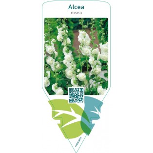 Alcea rosea  white