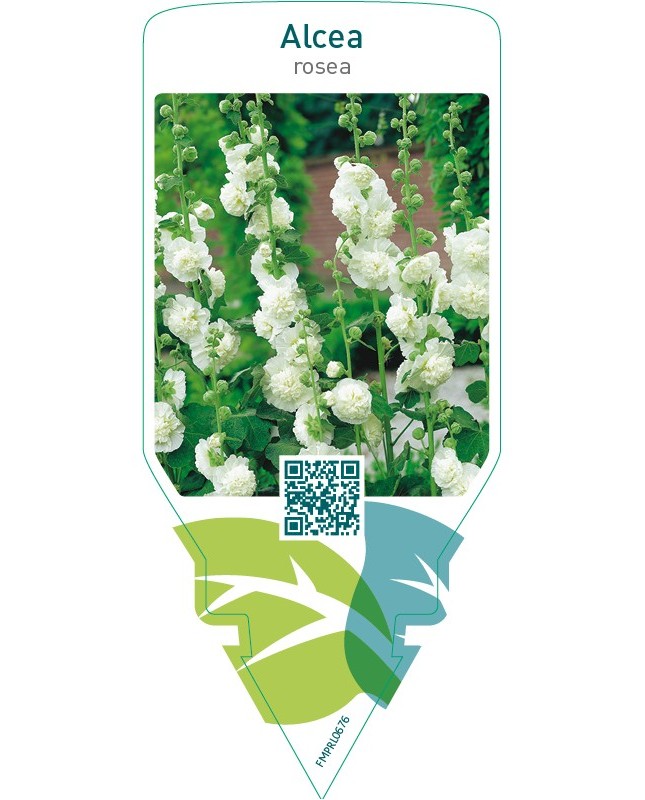 Alcea rosea  white