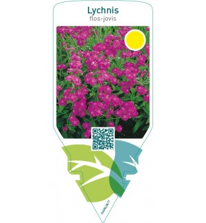 Lychnis flos-jovis