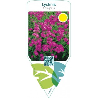 Lychnis flos-jovis