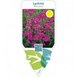 Lychnis flos-jovis