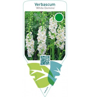 Verbascum ‘White Domino’