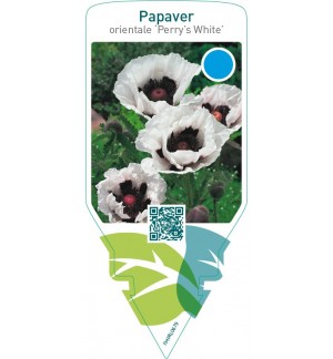 Papaver orientale ‘Perry’s White’