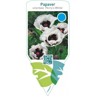 Papaver orientale ‘Perry’s White’