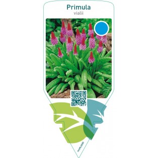 Primula vialii