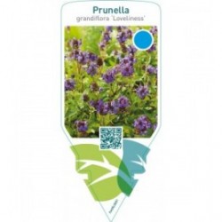 Prunella grandiflora ‘Loveliness’