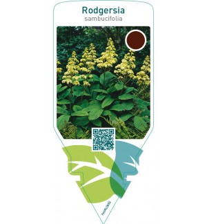 Rodgersia sambucifolia