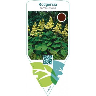 Rodgersia sambucifolia