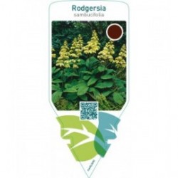 Rodgersia sambucifolia