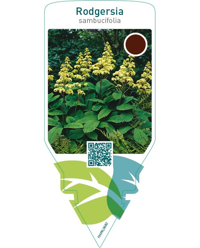 Rodgersia sambucifolia