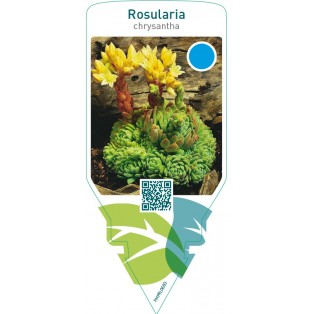 Rosularia chrysantha